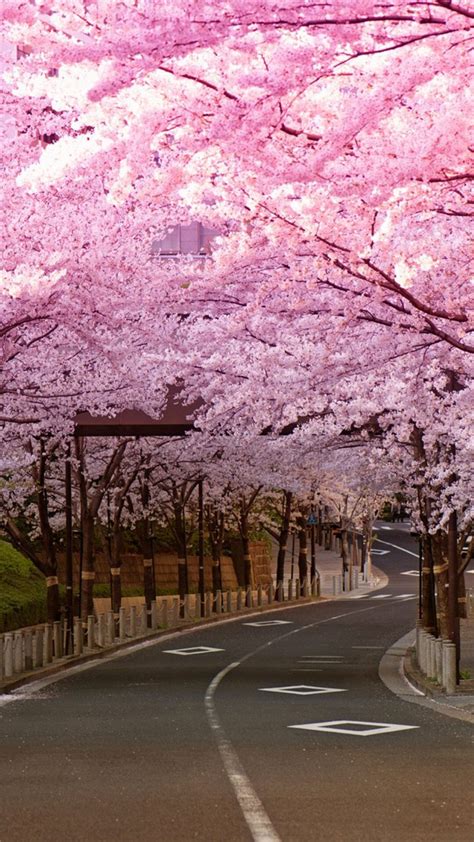 Japan Cherry Blossom Desktop Wallpaper : 10 Best Cherry Blossom Desktop ...