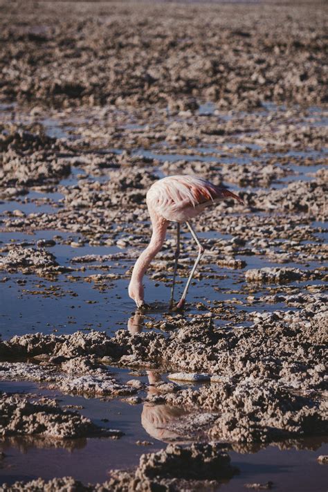 Flamingo Bird Photos, Download The BEST Free Flamingo Bird Stock Photos ...