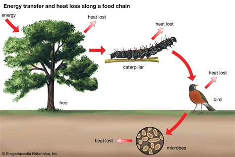 What Are Some Examples Of Typical Ecological Zones - Design Talk