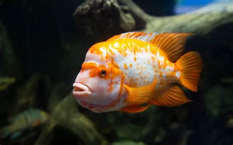 Midas Cichlid Care: Complete Guide for Beginners - AquariumNexus