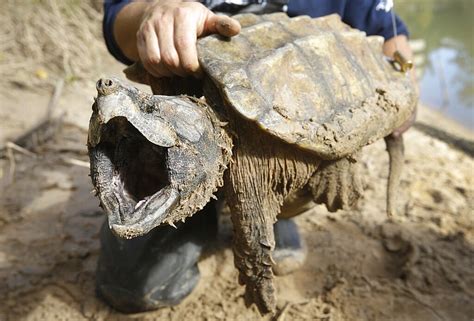 Arkansas Alligator Snapping Turtle