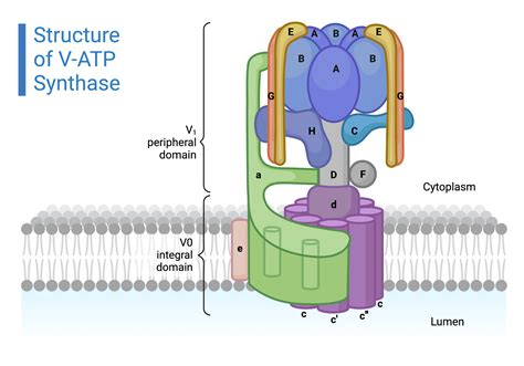 Structure of V-ATP Synthase | BioRender Science Templates