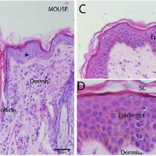 Structural comparisons between mouse and human skin. Histology of the ...