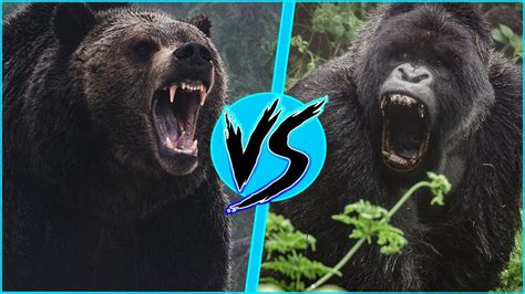 Gorilla Vs Bear Who Would Win