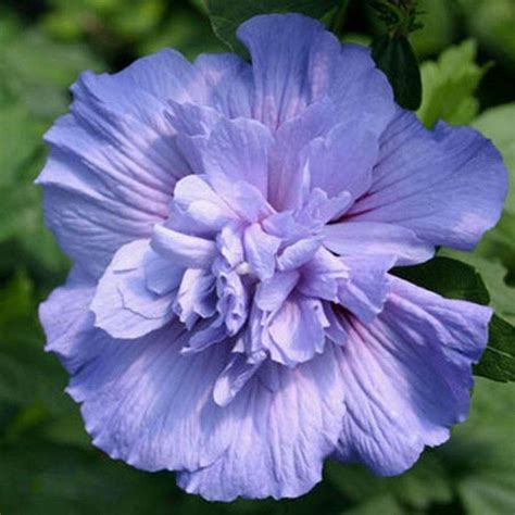 Rare Giant Hibiscus Seeds Flower Garden Home Perennial Plants | Lazada PH