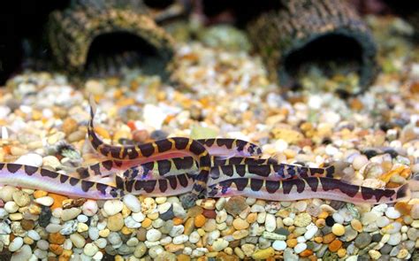 Kuhli Loach - SWEET KNOWLE AQUATICS ONLINE SHOP