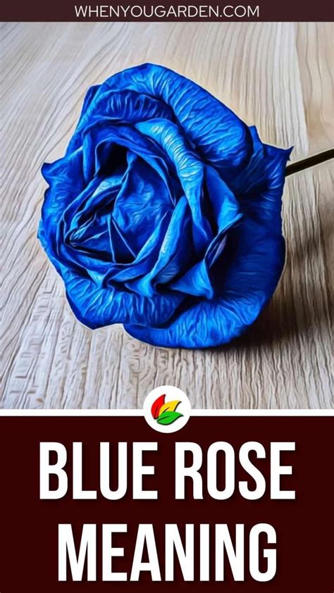 Blue Rose Meaning and Symbolism - WhenYouGarden.com