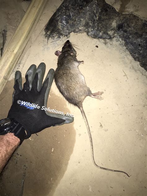 Rat Removal | Rats In Attic | Mobile Alabama