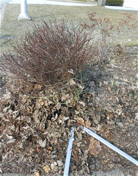 GardenAtoZ - Barberry pruning - Garden A to Z