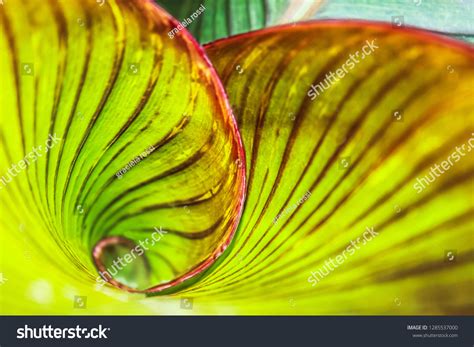 Fibonacci Spiral Nature Green Leaf Tropical Stock Photo 1285537000 ...