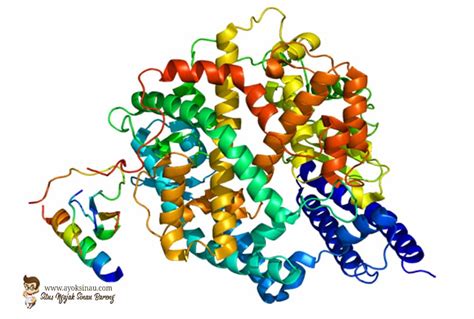 Pengertian Enzim dan Fungsinya - Ayok Sinau