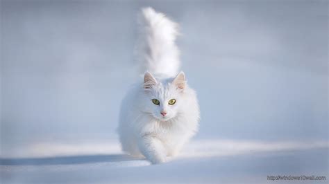 Animals Hdwallpaper Cute White Cat Hd Wallpaper - windows 10 Wallpapers