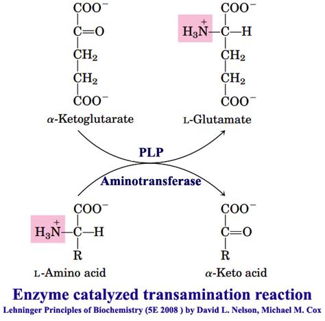 Transamination Mechanism