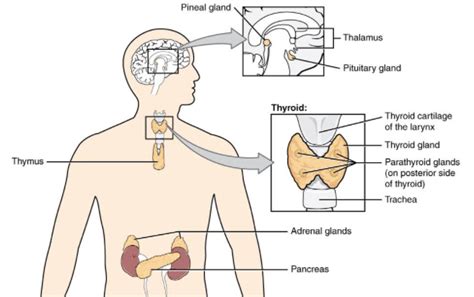 Which is the smallest organ in the Body?