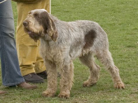 Spinone Italiano - Wikipedia