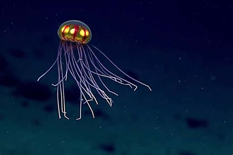 Watch creatures of the abyss in Earth's deepest ocean trench | New ...