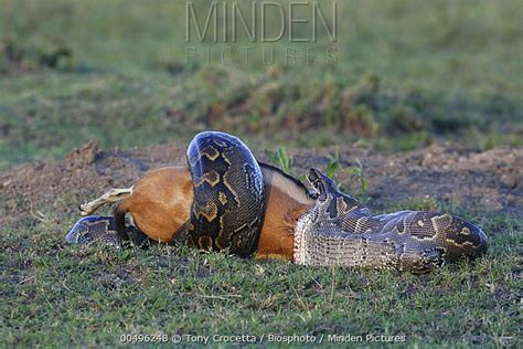 African Rock Python stock photo - Minden Pictures