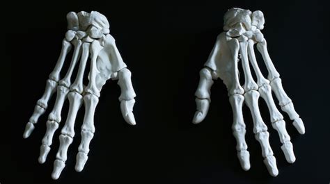 Premium Photo | Anatomy of a Human Hand Pair of Hand Bones