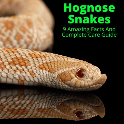 Hognose Snakes (9 Amazing Facts And Complete Care Guide)