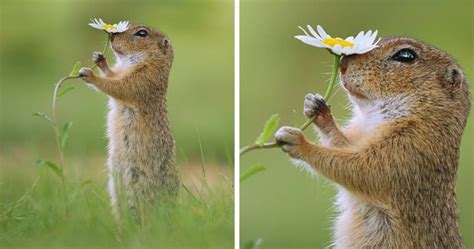 Wildlife Photographer Takes Picture Of Small Rodents In Their Own ...