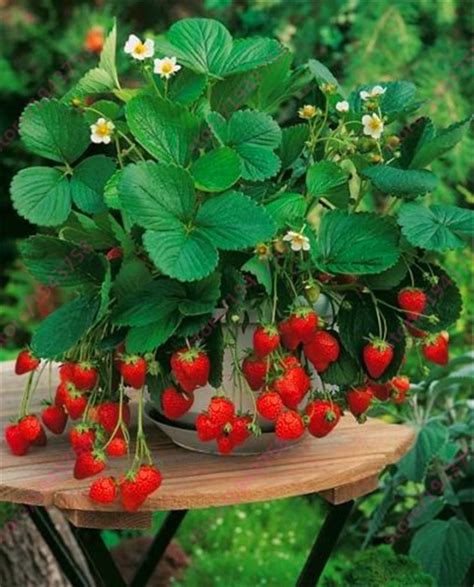 1000 pcs strawberry seeds,Potted Strawberry,Rare Organic Fruit seeds ...