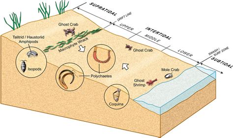 Distribution of representative sand beach invertebrates. The 3 zones of ...