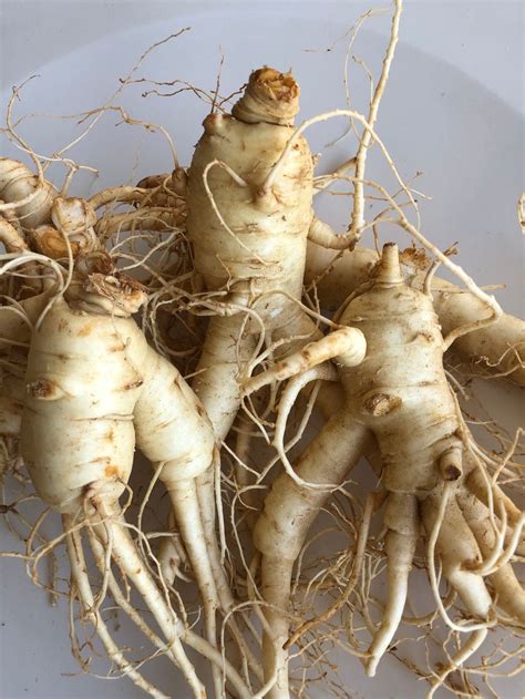 Premium Ginseng Roots| 5-Year Canadian Grown| Nice Gift for Family ...