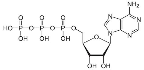 Adenosine Triphosphate (ATP) - Definition, Structure and Function