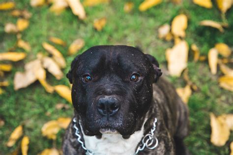 1920x1080 resolution | adult black and white American pit bull terrier ...