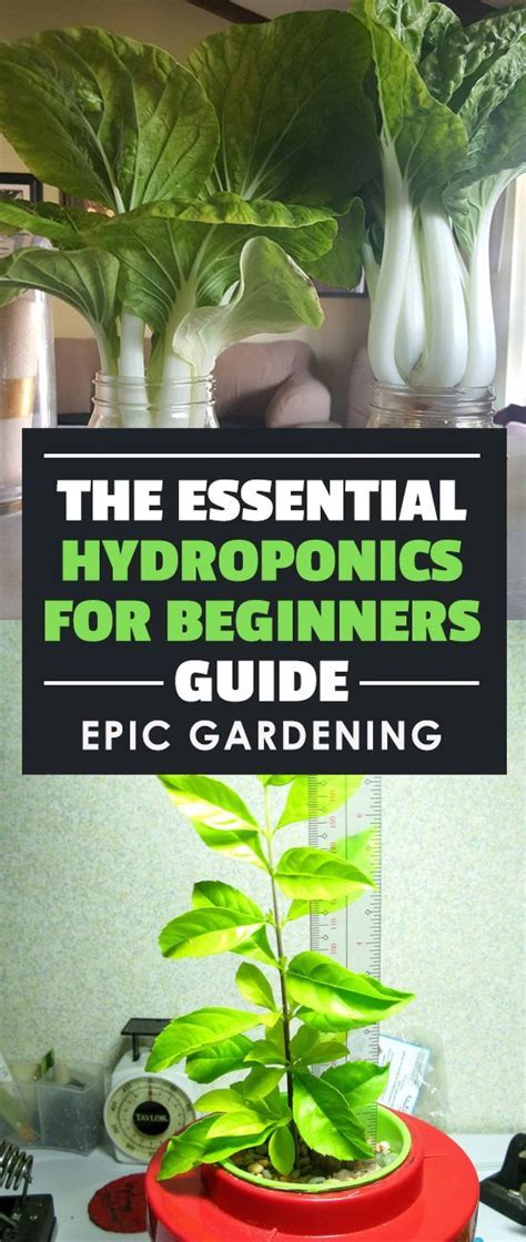 Hydroponics for beginners the ultimate guide – Artofit