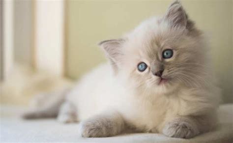 Himalayan Ragdoll Cat Mix Breed (Ragdoll Himalayan Mix Personality)