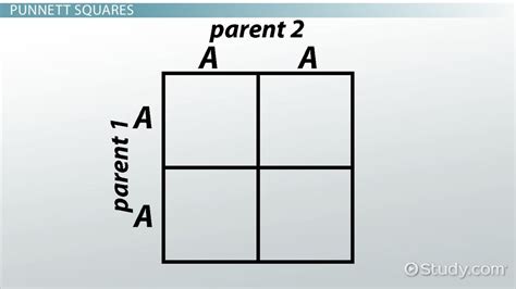 Genetics and Punnett Squares: Getting Traits from Parents - Video ...