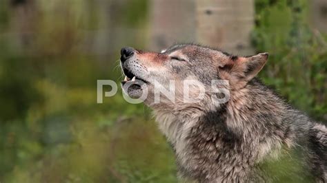 Howling Wolf Profile