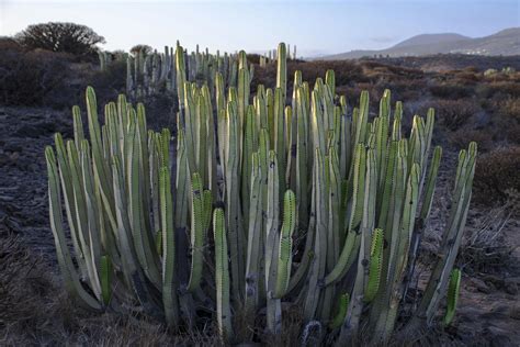 Candelabra Cactus Poisoning in Dogs - Symptoms, Causes, Diagnosis ...