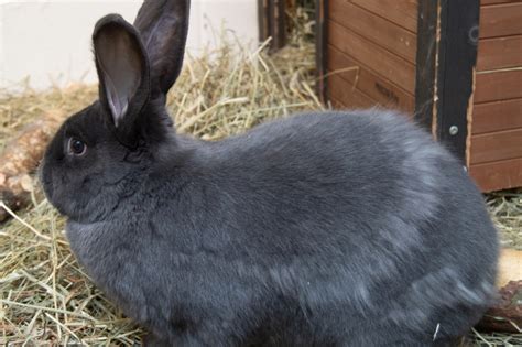 Flemish Giant Rabbit – Utica Zoo