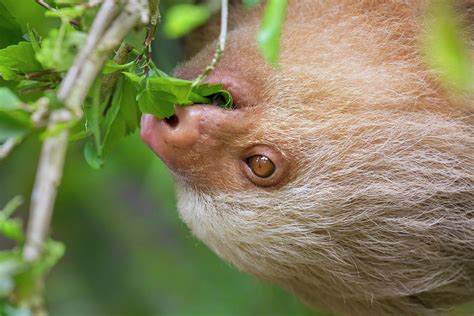 Hoffmanns Two-toed Sloth Eating Leaves Photograph by Ivan Kuzmin | Fine ...