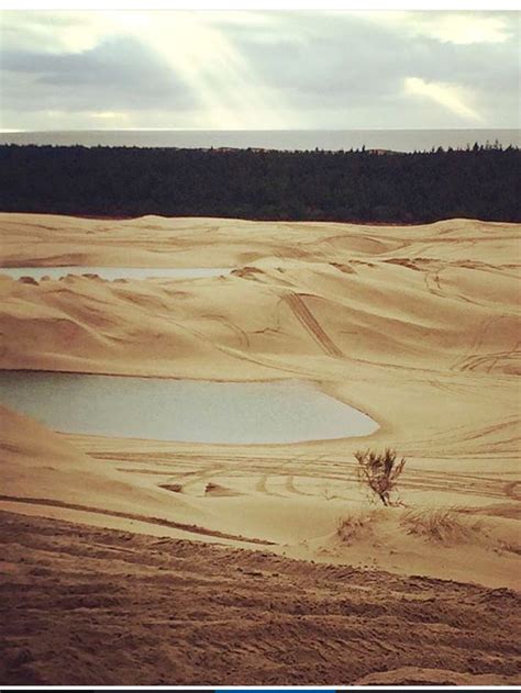 Florence, Oregon Sand Dunes | Florence oregon, Sand dunes, Oregon