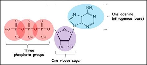 ATP structure + function | Structure and function, Cell biology ...