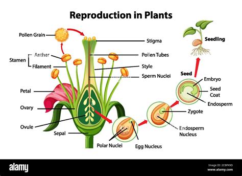 Plant Reproduction Diagram