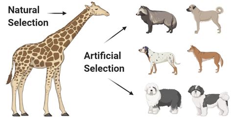 Artificial Selection - Biology Simple