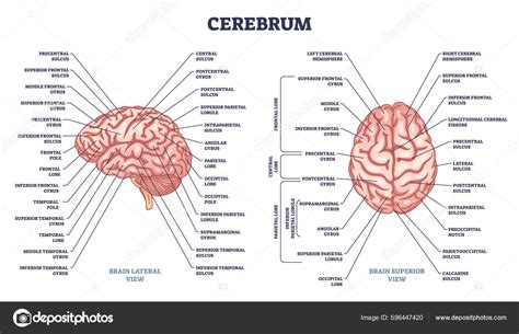 Cerebrum Brain Structure Lateral Superior View Outline, 58% OFF