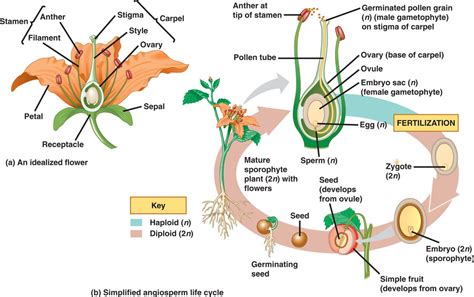 Plant Reproduction Process Diagram Flow Chart Of Reproductio