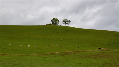 Meadow Big Hill Tree - Free photo on Pixabay - Pixabay