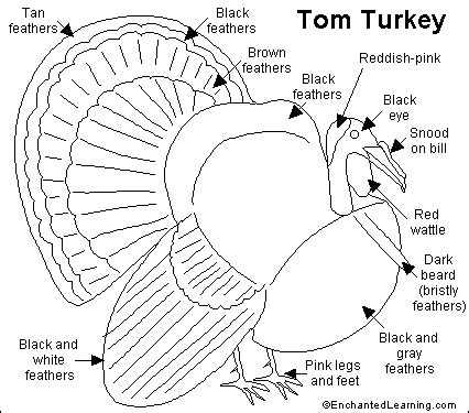 Anatomy Of A Wild Turkey