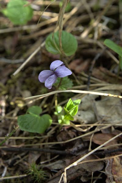 Dwarf marsh violet - Viola epipsila - Alaska Wildflowers