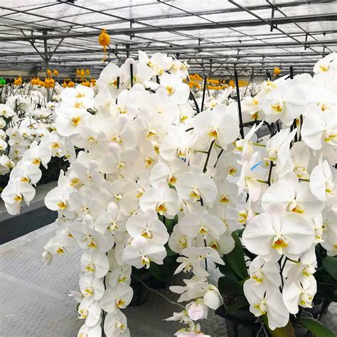 Beautiful White Orchids : r/gardening