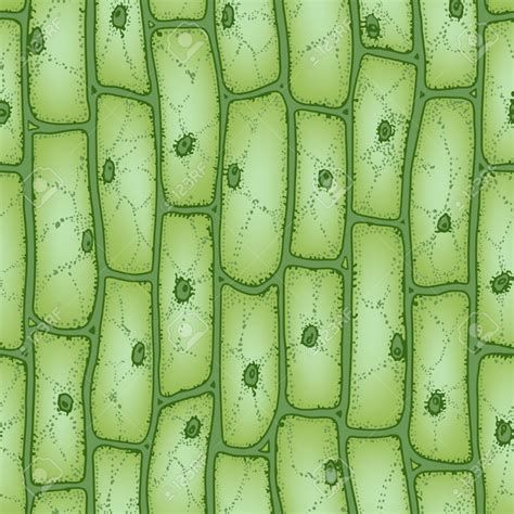 Green Plant Cells Under Microscope Seamless Vector Pattern Royalty Free ...