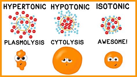 Hypertonic Diagram