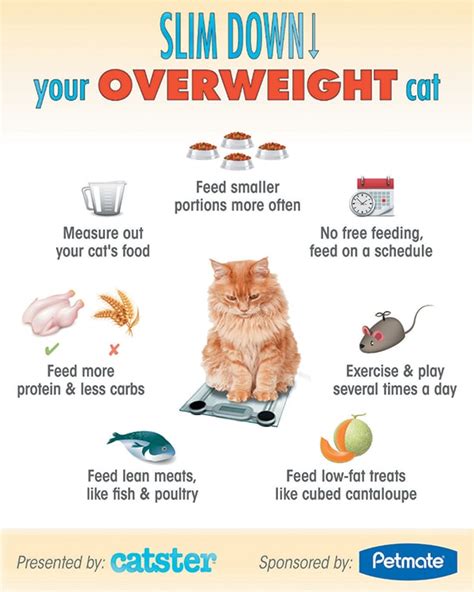 5 Overweight Cat Health Risks - Catster