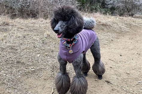 Blue Poodle: What's So Special About These Pooches?